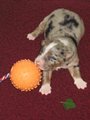 Blue merle Hndin mit Ball