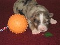 Blue merle Hndin v