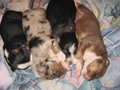 4 Babies v