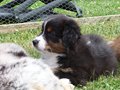 Anouk im Profil